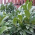 Prunus laurocerasus 'Cippora' - Babérmeggy