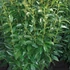 Prunus laurocerasus 'Genolia' - Babérmeggy
