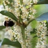 Prunus laurocerasus 'Genolia' - Babérmeggy