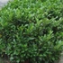 Prunus laurocerasus 'Kleopátra' - Babérmeggy