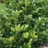 Prunus laurocerasus 'Kleopátra' - Babérmeggy