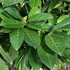 Prunus laurocerasus 'Novita' - Babérmeggy
