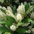 Prunus laurocerasus 'Otto Luyken' - Babérmeggy