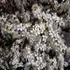 Prunus spinosa - Kökény