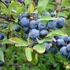 Prunus spinosa - Kökény