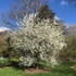 Prunus spinosa - Kökény