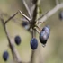 Prunus spinosa - Kökény
