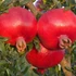 Punica granatum 'Hicaz' - Gránátalma (termős)
