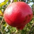 Punica granatum 'Hicaz' - Gránátalma (termős)