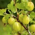 Ribes glossularia/uva-crispa 'Hinnomaki Sárga/Gelb/Gul' - Egres