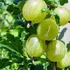 Ribes glossularia/uva-crispa 'Hinnomaki Sárga/Gelb/Gul' - Egres