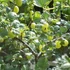Ribes glossularia/uva-crispa 'Hinnomaki Sárga/Gelb/Gul' - Egres