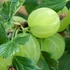 Ribes glossularia/uva-crispa 'Hinnomaki Sárga/Gelb/Gul' - Egres