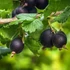 Ribes nidigrolaria - Josta