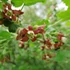 Ribes nidigrolaria - Josta