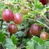 Ribes glossularia/uva-crispa 'Hinnomaki Piros/Rot' - Egres