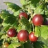 Ribes glossularia/uva-crispa 'Hinnomaki Piros/Rot' - Egres
