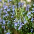 Rosmarinus officinalis - Rozmaring