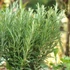 Rosmarinus officinalis - Rozmaring