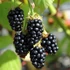Rubus fruticosus 'Black Satin' - Tüskétlen fekete szeder