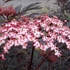 Sambucus nigra 'Black Lace' - Bodza