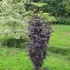 Sambucus nigra 'Black Tower' - Bodza