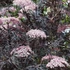 Sambucus nigra 'Black Tower' - Bodza