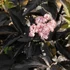 Sambucus nigra 'Black Tower' - Bodza