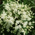Sambucus nigra 'Sampo' - Bodza