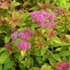 Spiraea japonica 'Golden Carpet' – Japán gyöngyvessző