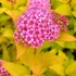 Spiraea japonica 'Golden Carpet' – Japán gyöngyvessző