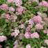 Spiraea japonica 'Little Princess' – Japán gyöngyvessző