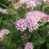 Spiraea japonica 'Little Princess' – Japán gyöngyvessző