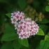 Spiraea japonica 'Little Princess' – Japán gyöngyvessző
