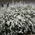Spiraea cinerea 'Grefsheim' - Hamvas gyöngyvessző