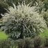 Spiraea cinerea 'Grefsheim' - Hamvas gyöngyvessző