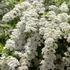 Spiraea cinerea 'Grefsheim' - Hamvas gyöngyvessző