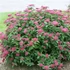 Spiraea japonica 'Anthony Waterer' - Japán gyöngyvessző