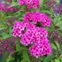 Spiraea japonica 'Anthony Waterer' - Japán gyöngyvessző