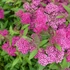 Spiraea japonica 'Anthony Waterer' - Japán gyöngyvessző