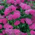 Spiraea japonica 'Anthony Waterer' - Japán gyöngyvessző