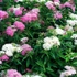 Spiraea japonica 'Genpei' - Japán gyöngyvessző