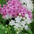 Spiraea japonica 'Genpei' - Japán gyöngyvessző