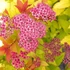 Spiraea japonica 'Goldflame' - Japán gyöngyvessző