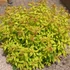 Spiraea japonica 'Goldflame' - Japán gyöngyvessző
