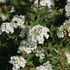 Spiraea vanhouttei - Közönséges gyöngyvessző