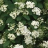 Spiraea vanhouttei - Közönséges gyöngyvessző