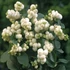 Symphoricarpos x doorenbosii 'White Hedge' – Hóbogyó