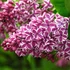 Syringa vulgaris 'Sensation' – Közönséges orgona