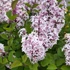 Syringa meyeri 'Palibin' - Törpe orgona